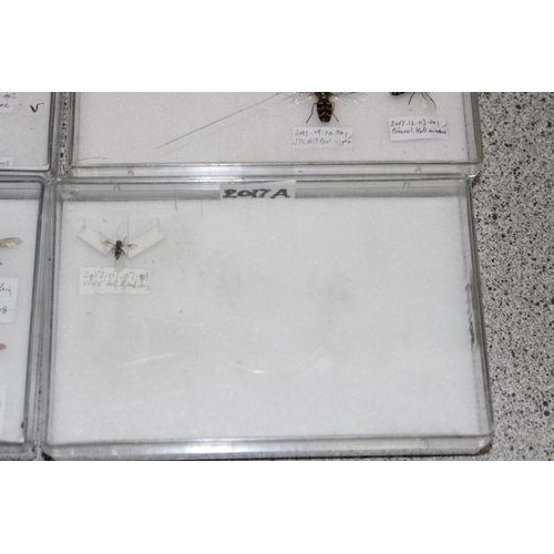 1835 - Qty of various scientific insect samples in clear cases, labelled and displayed, each case approx. 1... 