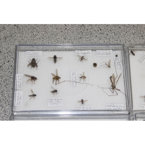 1835 - Qty of various scientific insect samples in clear cases, labelled and displayed, each case approx. 1... 