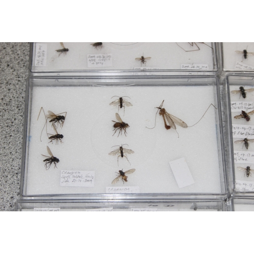 1835 - Qty of various scientific insect samples in clear cases, labelled and displayed, each case approx. 1... 