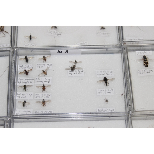 1835 - Qty of various scientific insect samples in clear cases, labelled and displayed, each case approx. 1... 