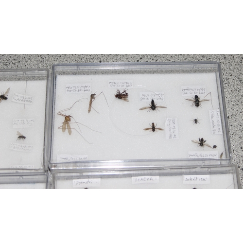 1835 - Qty of various scientific insect samples in clear cases, labelled and displayed, each case approx. 1... 