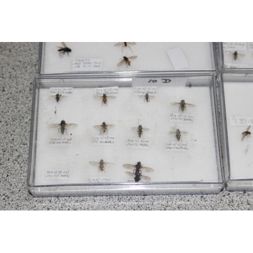 1835 - Qty of various scientific insect samples in clear cases, labelled and displayed, each case approx. 1... 