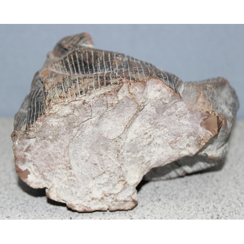 669 - An unidentified fossil fragment, approx 10cm x 15cm