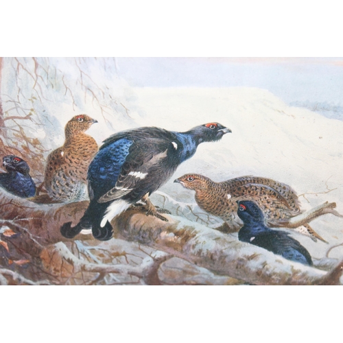 407 - Framed print of Black Grouse after the original by Archibold Thorburn, signed in pencil dated 1934, ... 