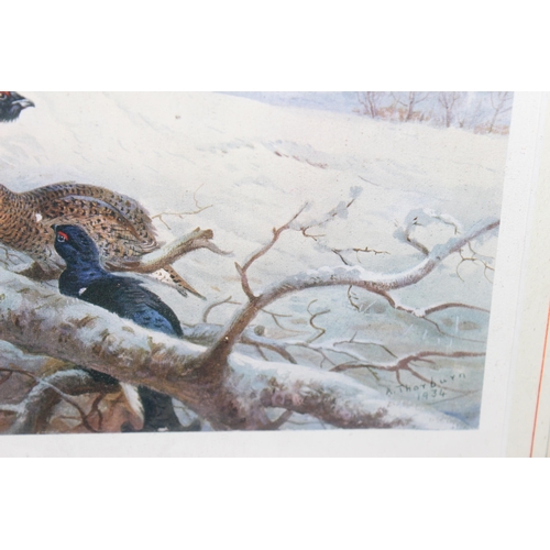 407 - Framed print of Black Grouse after the original by Archibold Thorburn, signed in pencil dated 1934, ... 