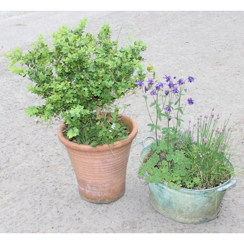 323 - Galvanized metal bath and large terracotta pot, both planted, largest approx 40cm x 40cm