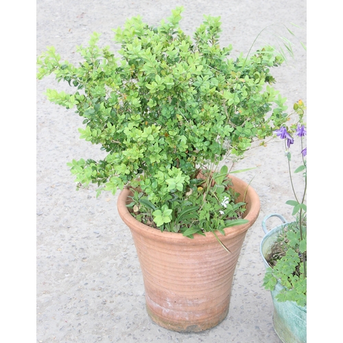 323 - Galvanized metal bath and large terracotta pot, both planted, largest approx 40cm x 40cm