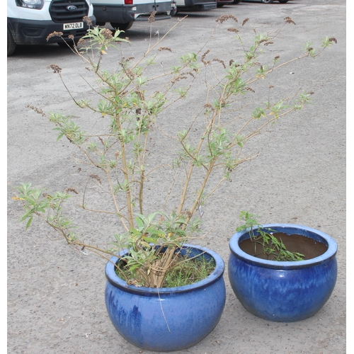 338 - 2 blue drip glazed garden pots, 1 with Buddleia tree, largest approx 52cm W x 25cm H