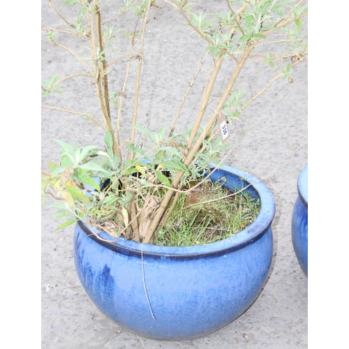 338 - 2 blue drip glazed garden pots, 1 with Buddleia tree, largest approx 52cm W x 25cm H