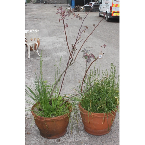 351 - 2 large vintage terracotta pots with wavy design, each approx 53cm W x 35cm H, with plants