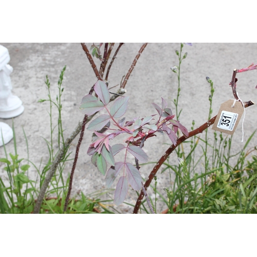 351 - 2 large vintage terracotta pots with wavy design, each approx 53cm W x 35cm H, with plants