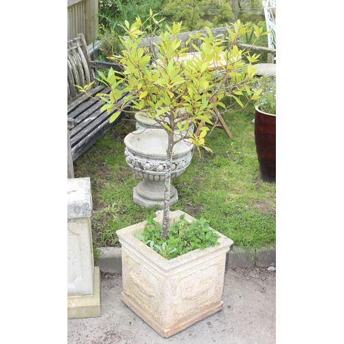 354 - Large concrete garden pot with classical design containing a bay tree, approx 42cm cubed