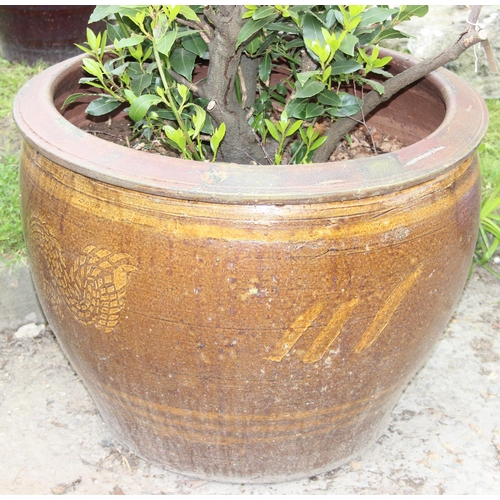 356 - Very large Chinese inspired glazed pot with bay tree, approx 55cm H x 70cm W