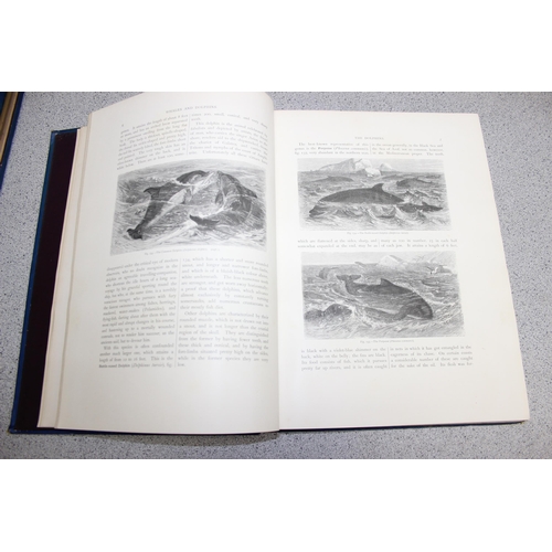 565 - 'The Natural History of Animals', Class-Mammalia, by Carl Vogt & F. Specht, published 1889 Blackie &... 