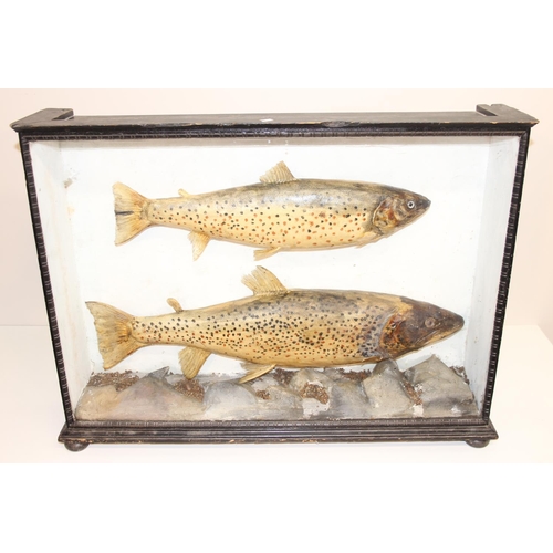 1500 - Taxidermy fish, a pair of antique cased taxidermy trout with naturalistic rocky setting and ebonised... 