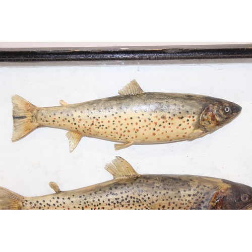 1500 - Taxidermy fish, a pair of antique cased taxidermy trout with naturalistic rocky setting and ebonised... 