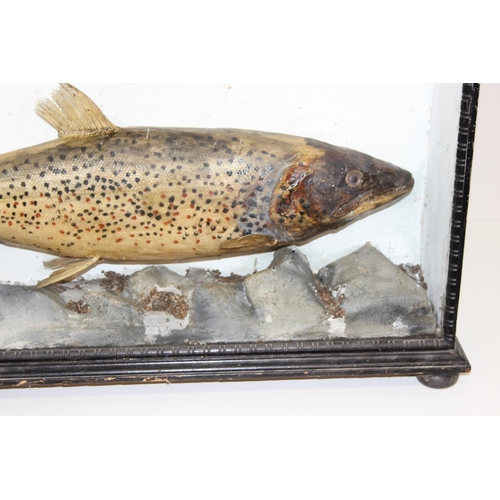 1500 - Taxidermy fish, a pair of antique cased taxidermy trout with naturalistic rocky setting and ebonised... 