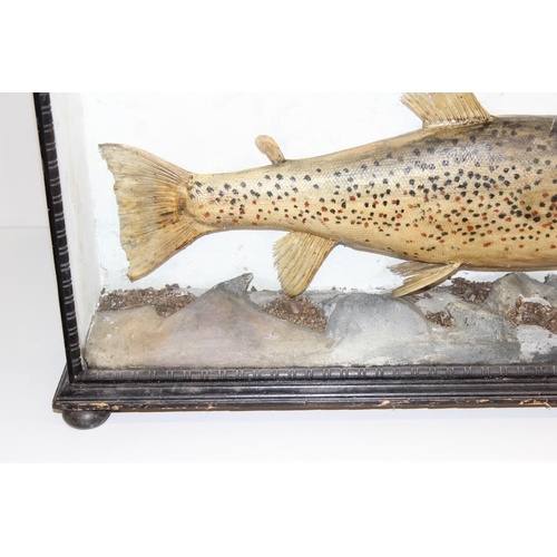 1500 - Taxidermy fish, a pair of antique cased taxidermy trout with naturalistic rocky setting and ebonised... 