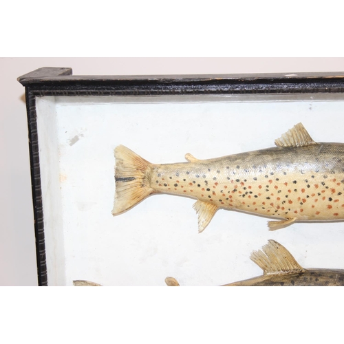 1500 - Taxidermy fish, a pair of antique cased taxidermy trout with naturalistic rocky setting and ebonised... 