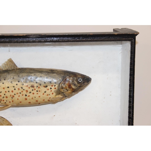 1500 - Taxidermy fish, a pair of antique cased taxidermy trout with naturalistic rocky setting and ebonised... 