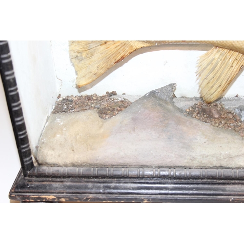 1500 - Taxidermy fish, a pair of antique cased taxidermy trout with naturalistic rocky setting and ebonised... 