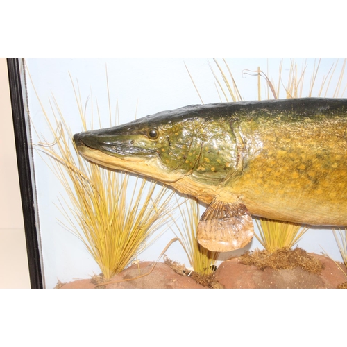 1501 - Taxidermy fish, a large taxidermy Pike specimen with rocky naturalistic setting, in bow fronted glaz... 