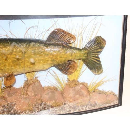 1501 - Taxidermy fish, a large taxidermy Pike specimen with rocky naturalistic setting, in bow fronted glaz... 