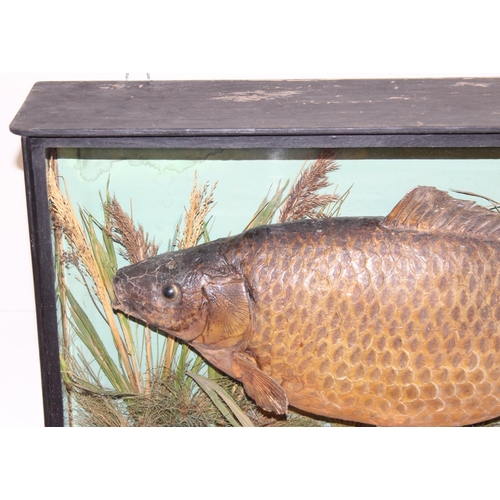 1503 - A Cased Common Carp (Cyprinus carpio), dated 1908, by L.J. Childs, Taxidermist, Naturalist and Fish ... 