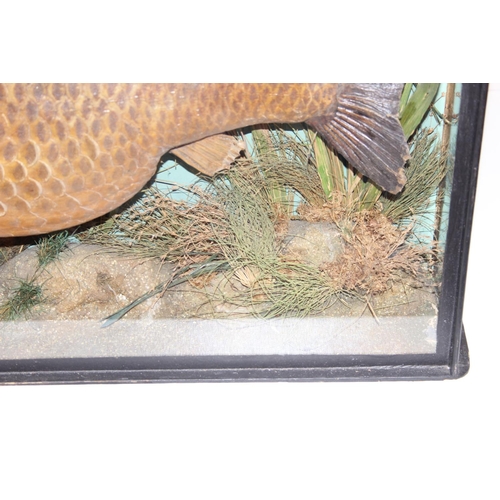 1503 - A Cased Common Carp (Cyprinus carpio), dated 1908, by L.J. Childs, Taxidermist, Naturalist and Fish ... 