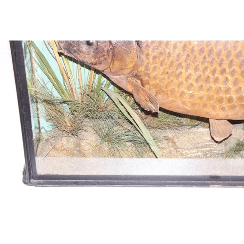 1503 - A Cased Common Carp (Cyprinus carpio), dated 1908, by L.J. Childs, Taxidermist, Naturalist and Fish ... 