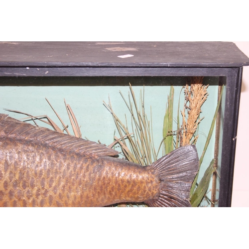 1503 - A Cased Common Carp (Cyprinus carpio), dated 1908, by L.J. Childs, Taxidermist, Naturalist and Fish ... 