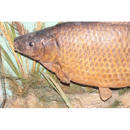 1503 - A Cased Common Carp (Cyprinus carpio), dated 1908, by L.J. Childs, Taxidermist, Naturalist and Fish ... 