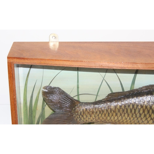 1504 - A glazed bow fronted Taxidermy case of a Common Carp among aquatic vegetation bearing label by Roger... 