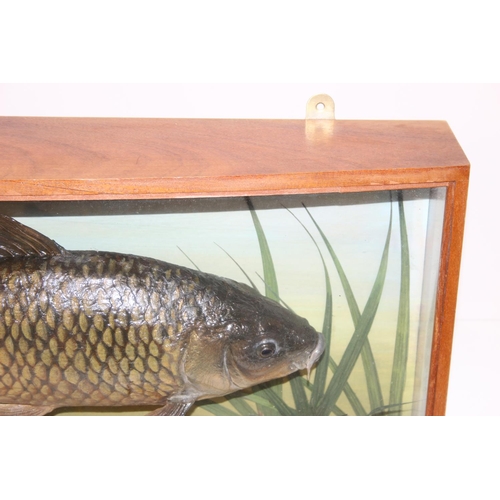 1504 - A glazed bow fronted Taxidermy case of a Common Carp among aquatic vegetation bearing label by Roger... 