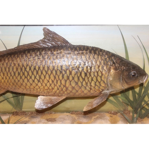 1504 - A glazed bow fronted Taxidermy case of a Common Carp among aquatic vegetation bearing label by Roger... 