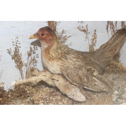 1537 - Vintage taxidermy display believed to be of a Bantam chicken and young chicks within naturalistic se... 