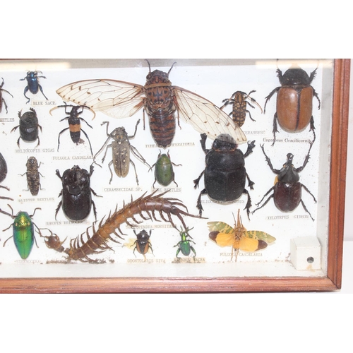 1538 - 2 insect taxidermy displays in cases, to include mostly beetles, largest approx 36cm W x 21cm H