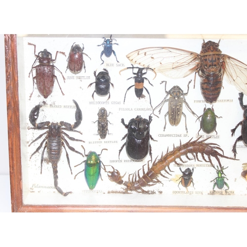 1538 - 2 insect taxidermy displays in cases, to include mostly beetles, largest approx 36cm W x 21cm H