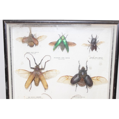 1538 - 2 insect taxidermy displays in cases, to include mostly beetles, largest approx 36cm W x 21cm H