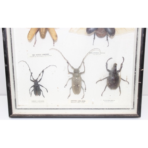 1538 - 2 insect taxidermy displays in cases, to include mostly beetles, largest approx 36cm W x 21cm H