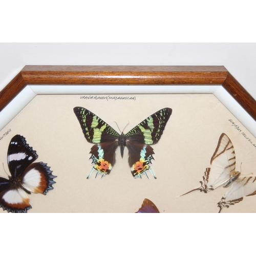 413 - Taxidermy butterfly specimens in glazed frame, approx 50cm x 50cm