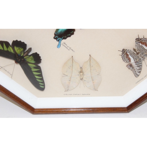 413 - Taxidermy butterfly specimens in glazed frame, approx 50cm x 50cm