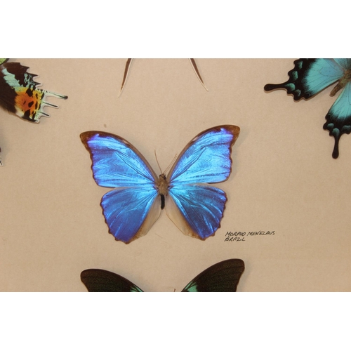 413 - Taxidermy butterfly specimens in glazed frame, approx 50cm x 50cm