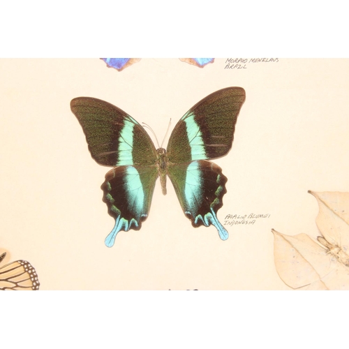 413 - Taxidermy butterfly specimens in glazed frame, approx 50cm x 50cm