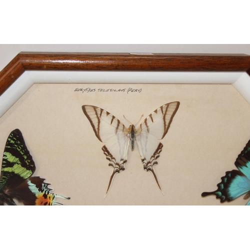 413 - Taxidermy butterfly specimens in glazed frame, approx 50cm x 50cm