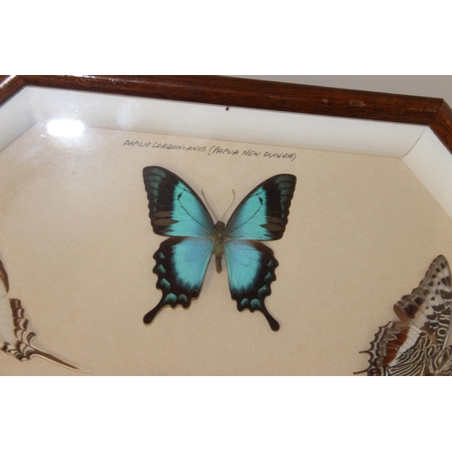 413 - Taxidermy butterfly specimens in glazed frame, approx 50cm x 50cm