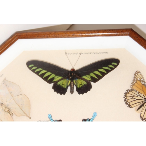 413 - Taxidermy butterfly specimens in glazed frame, approx 50cm x 50cm