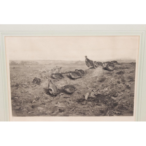 433 - George Edward Lodge (1860-1954), artists proof print of a Partridge shooting scene, signed lower lef... 