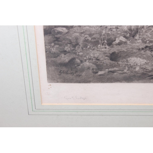 433 - George Edward Lodge (1860-1954), artists proof print of a Partridge shooting scene, signed lower lef... 