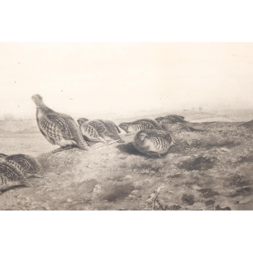 433 - George Edward Lodge (1860-1954), artists proof print of a Partridge shooting scene, signed lower lef... 